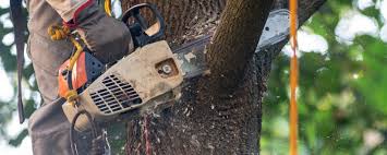 How Our Tree Care Process Works  in  Fairfield, TX