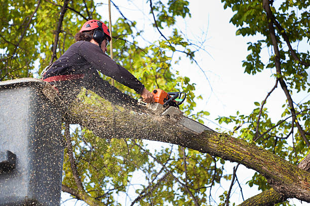 Best Tree and Shrub Care  in Fairfield, TX
